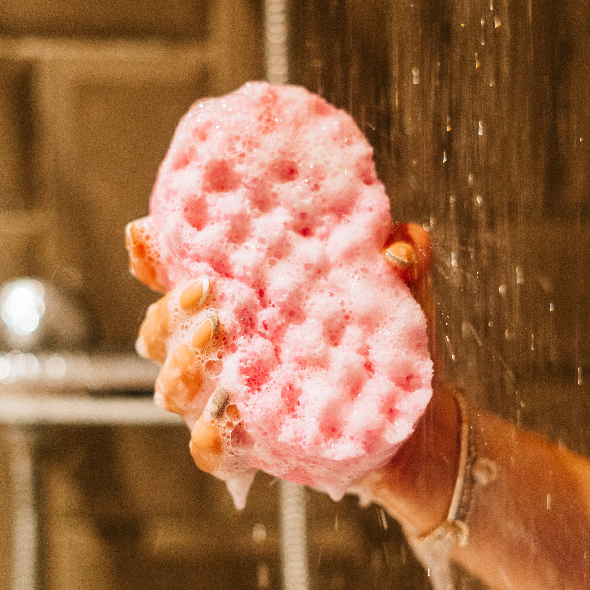 Soap Sponges